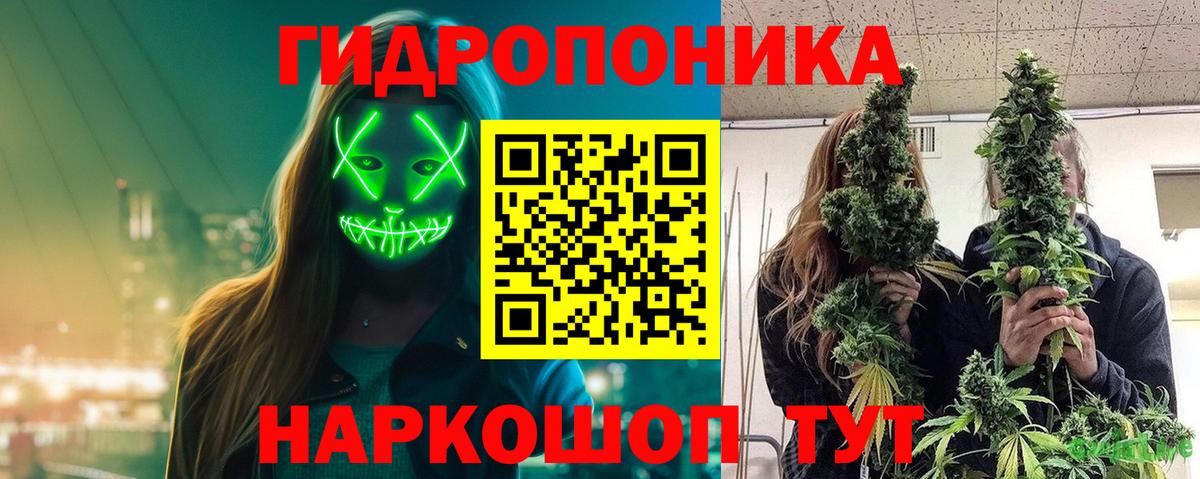 МАРИХУАНА семена Сосновый Бор